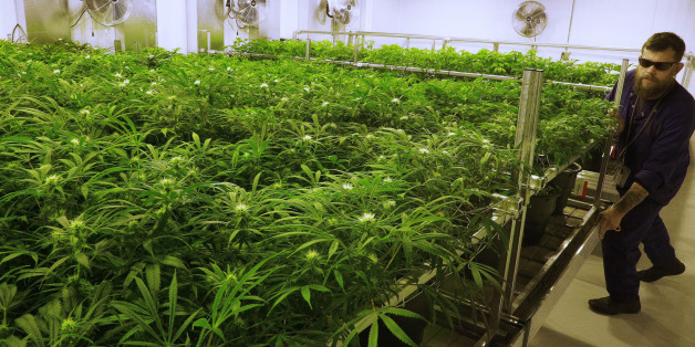 FILE - In this Sept. 15, 2015 file photo, lead grower Dave Wilson cares for marijuana plants in the "Flower Room" at the Ataraxia medical marijuana cultivation center in Albion, Ill. Another important element is falling into place for Illinoisans to begin using medical marijuana: A University of Illinois at Chicago lab has obtained state approval to do safety and potency testing. (AP Photo/Seth Perlman, File)