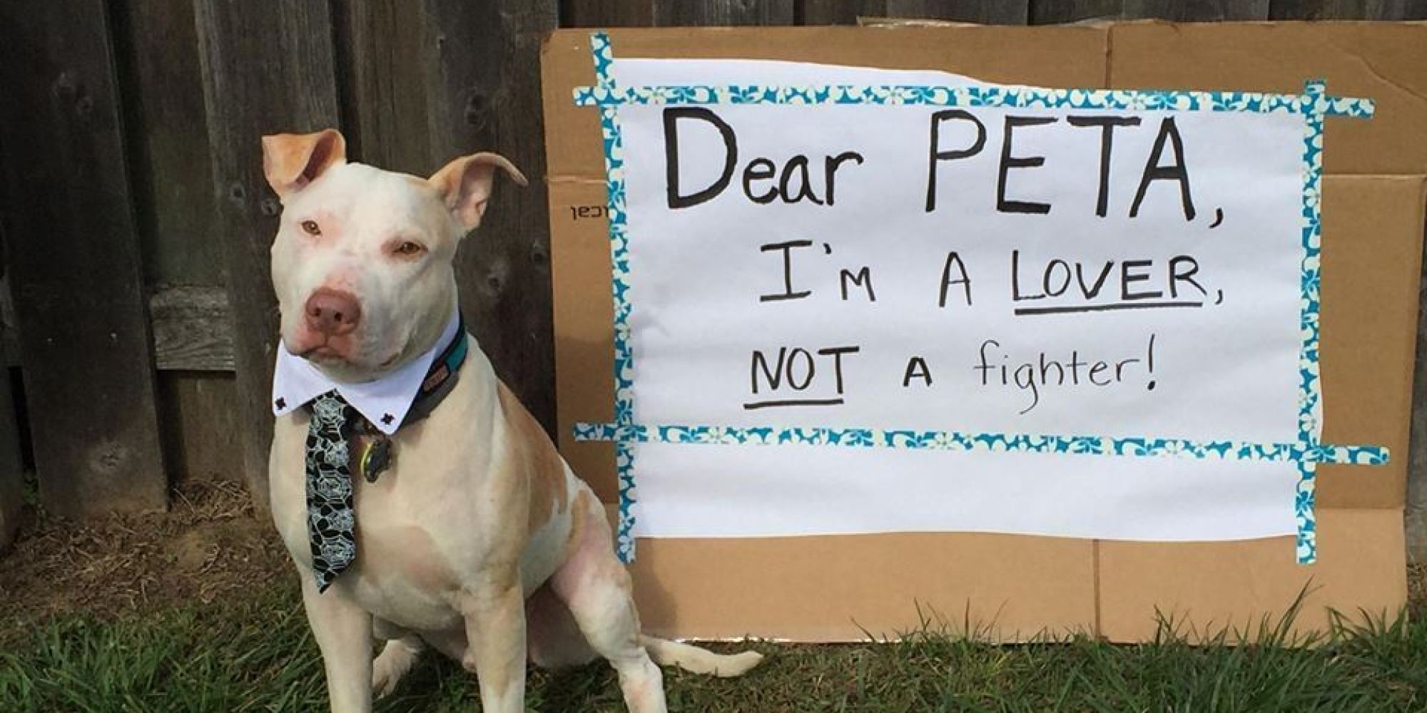 Dear PETA: Dogs Respond To PETA Joining Terrible AntiPit Bull Coalition  HuffPost