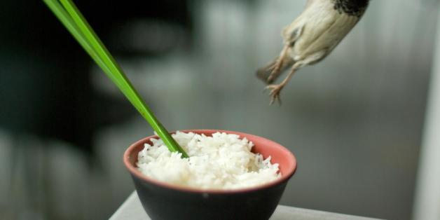Turn your back for a minute and your meal is flying away.
The rice, not the sparrow.