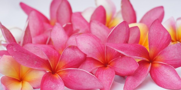 Frangipani flowers