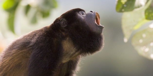 Panama, Soberania National Park, black howler monkey (Alouatta pigra)
