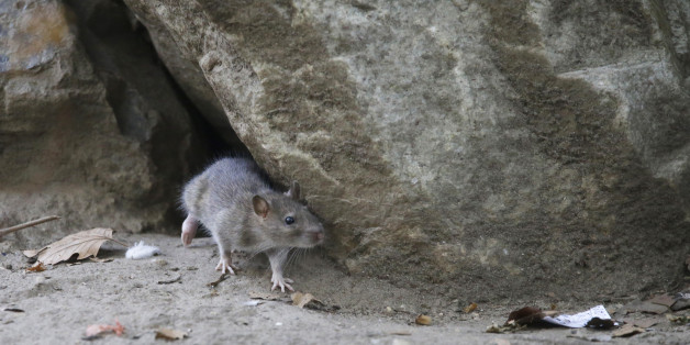 In this Thursday, Sept. 17, 2015, photo, a rat leaves its burrow at a park in the Chinatown neighborhood of New York. The city's complaint hotline is on pace for a record year of rat calls, exceeding the more than 24,000 over each of the last two years. (AP Photo/Mary Altaffer)