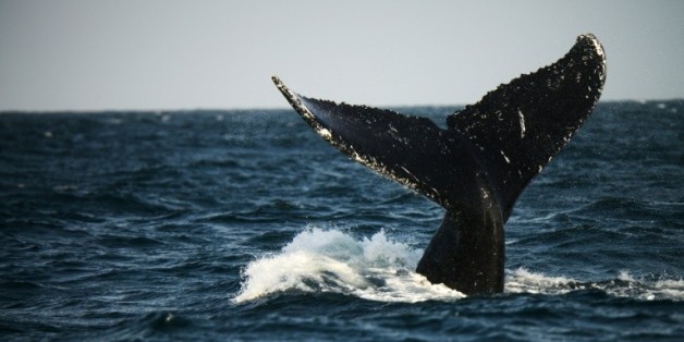 Une baleine à bosse du Pacifique sud, au large du Pérou le 1er octobre 2015