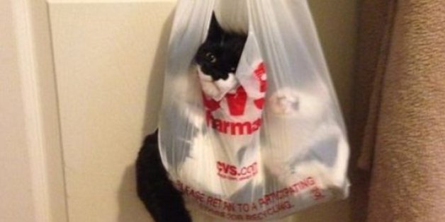 12 Katzen, die einen schlimmeren Montag haben als du