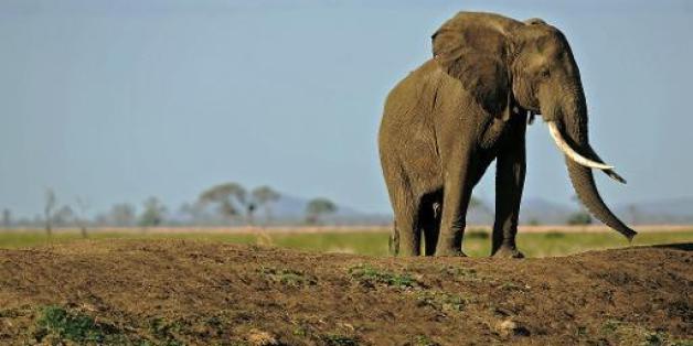Encore 22 éléphants empoisonnés au Zimbabwe