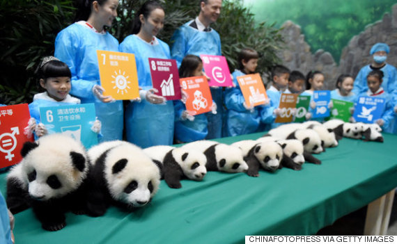 panda
