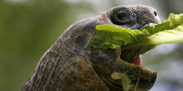 A male 20-year-old Galápagos tortoise takes a bite of lettuce fed to it by a handler at The Pittsburgh Zoo & PPG Aquarium on Thursday, May 22, 2014, in Pittsburgh. The zoo invited media inside the habitat to photograph the new additions to their exhibits. (AP Photo/Keith Srakocic)