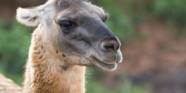 Llama