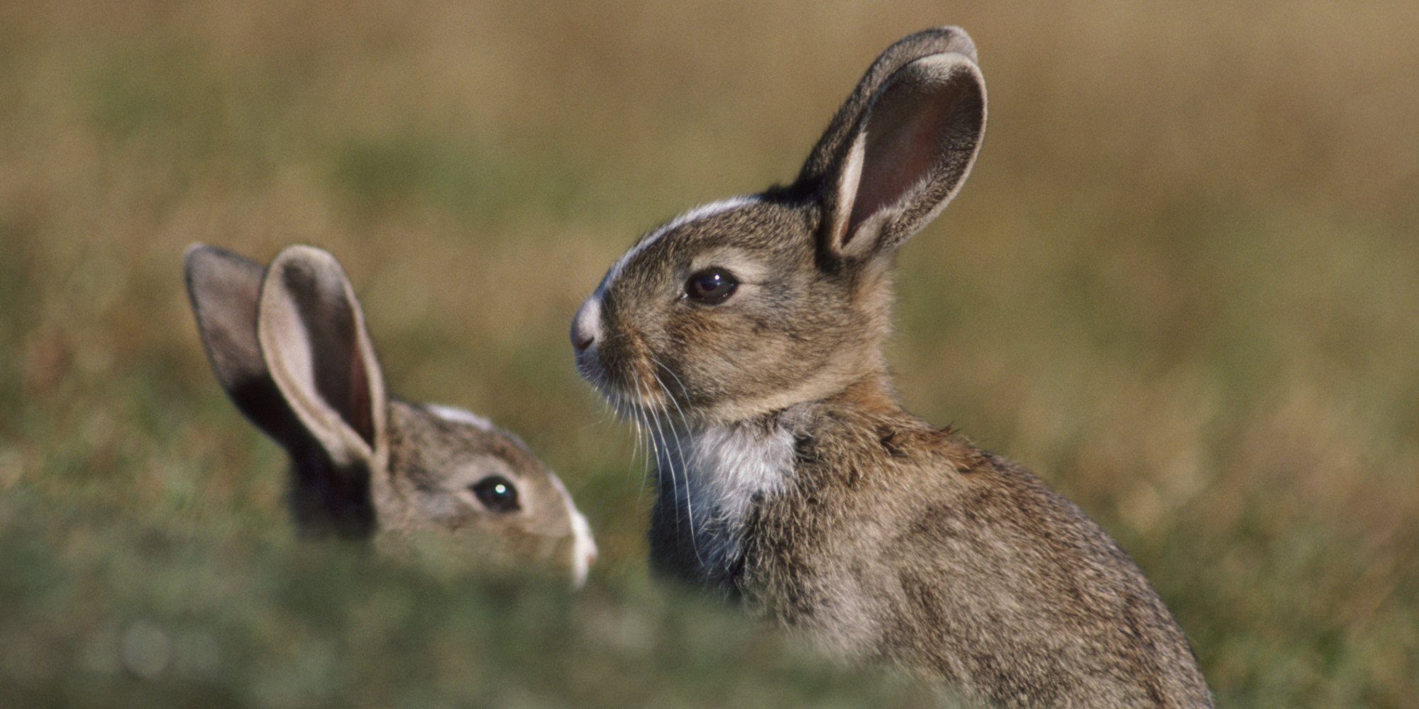 Lessons Learned From Running Rabbits | HuffPost2000 x 1000