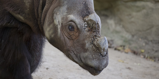 FILE - In this Wednesday, Oct. 22 file photo, Harapan, a Sumatran rhino, roams his enclosure at the Cincinnati Zoo and Botanical Gardens in Cincinnati. The final countdown has begun for anyone wanting to see the last Sumatran rhino in the United States. The Zoo says Oct. 29 will be the last public viewing available for zoo visitors, with final preparations being made to send Harapan to Southeast Asia on a mission to mate and help preserve his critically endangered species.(AP Photo/John Minchill