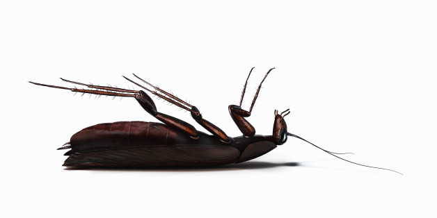 Dead cockroach