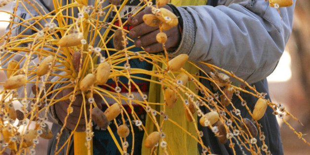 A farmer collects his dates in Mansoura palm grove, southern Algeria, Dec.13, 2002. The north African nation has the largest portion of the Sahara in its territory and the government is now trying to shake up people's image of the desert, showing it's not just a place of war and famine, but a land of potential. (AP Photo/Laurent Rebours)