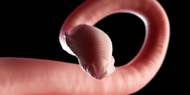 Roundworm, computer artwork.