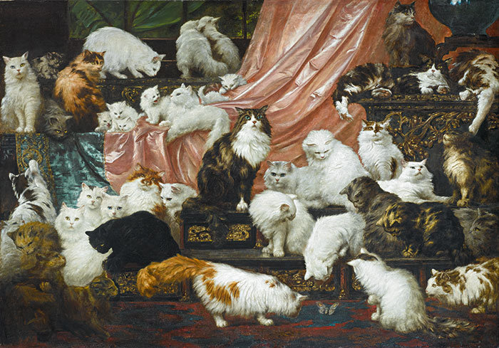 cat