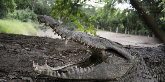 A crocodile opens its mouth as it lies on a mud bank at a farm owned by the Rosenthal family in San Manuel Cortes, northern Honduras, Wednesday, Nov. 4, 2015. Thousands of crocodiles on the private farm have been poorly fed because of a lack of resources, according to authorities and employees at the property, after the bank accounts of the owners were seized during a probe into accusations they were operating a money laundering network linked to drug trafficking. Farm employees said the animals