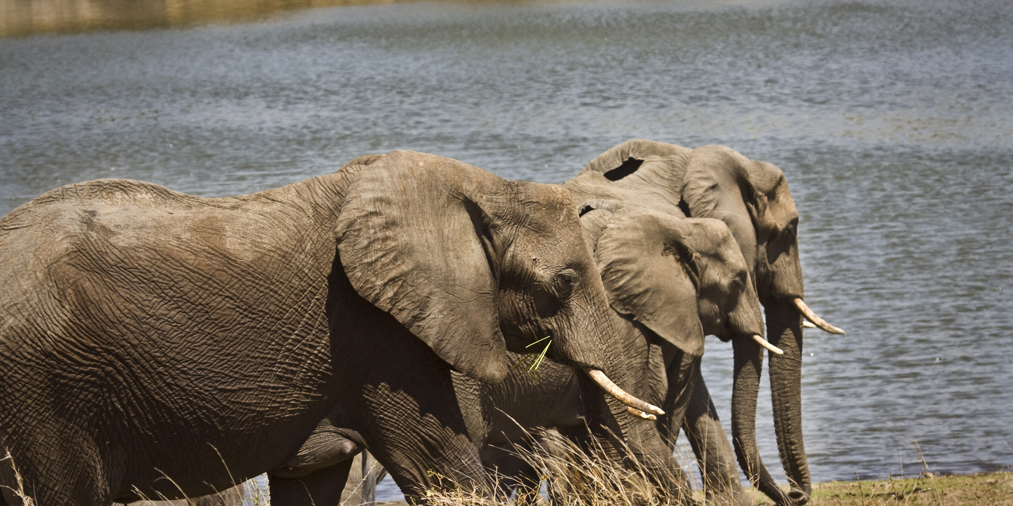 How We Plan to Disrupt the Poaching Networks | HuffPost