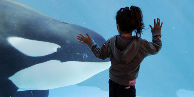 FILE - In this Nov. 30, 2006, file photo, a young girl watches through the glass as a killer whale passes by while swimming in a display tank at SeaWorld, in San Diego. SeaWorld wants to greatly expand the tanks it uses to hold killer whales in San Diego but animal rights activists are opposed, saying breeding the animals in captivity is cruel no matter the size of the tanks. A state agency is expected to consider Thursday, Oct. 8, 2015, how much regulators should weigh in on the $100 million p