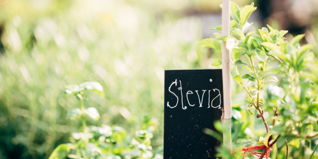 Stevia gilt als süße Alternative zu Zucker.