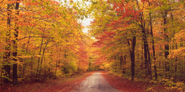 Autumn trees over dirt path in forest
