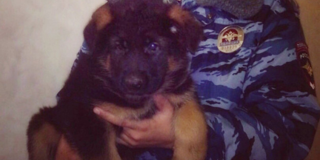 In this undated photo provided by the Russian Interior Ministry, a Russian police officer holds a puppy, named Dobrynya, Russian Interior Ministry said Friday, Nov. 20, 2015 that it will send a puppy to their French counterparts as a sign of solidarity. According to the letter signed by Russian Interior Minister Vladimir Kolokoltsev, the ministry hopes that a puppy - named Dobrynya - will take a place of French service dog 'Diesel' which died in a special operation held in Paris on November 18.