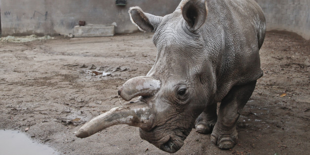 Das Nördliche Breitmaulnashorn "Nola" ist in den USA gestorben. Nun leben nur noch drei Tiere ihrer Art weltweit.