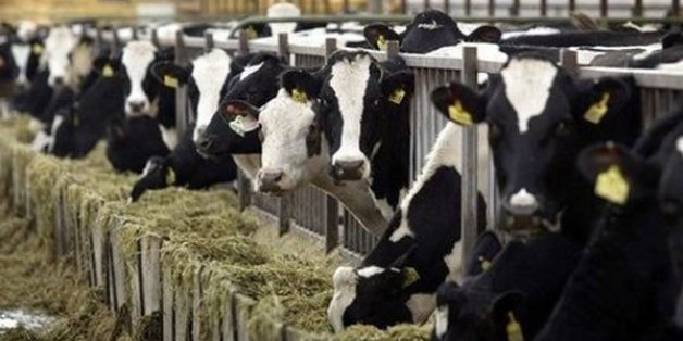La viande et les produits laitiers en provenance du Maroc sont interdits à Melilla