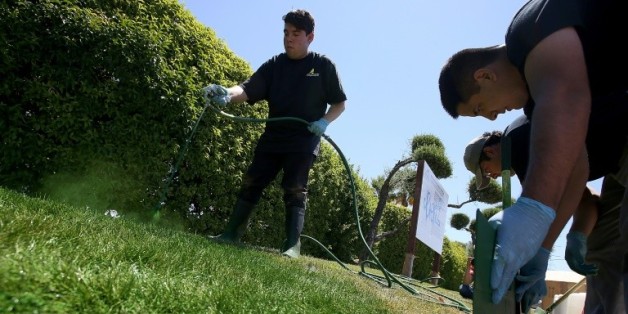 Un homme asperge de la peinture à eau verte sur une parcelle de gazon desséchée le 21 juillet 2014 à San José, aux Etats-Unis