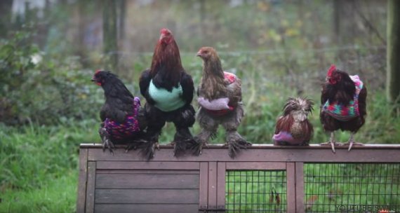 gallinas