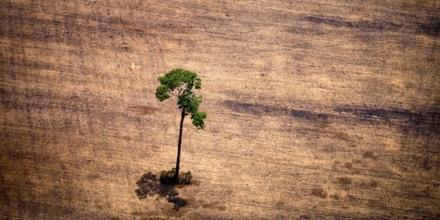 Un arbre dans une zone de déforestation dans l'Etat du Parà, dans le nord du Brésil, le 14 octobre 2014