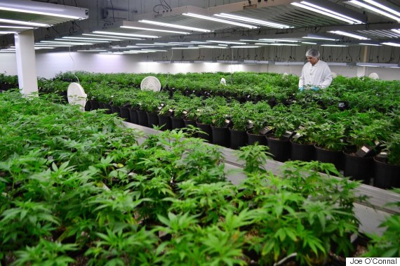 tweed marijuana