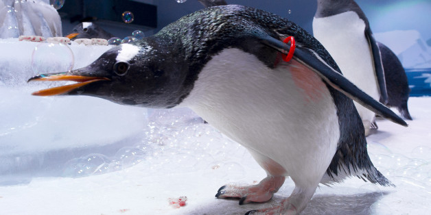 Gentoo Penguins celebrate their Anniversary at the London Aquarium to mark the one-year opening of the Antarctic themed Penguin enclosure, Sea Life Aquarium, London, Wednesday, June 20, 2012. (AP Photo/Jonathan Short)