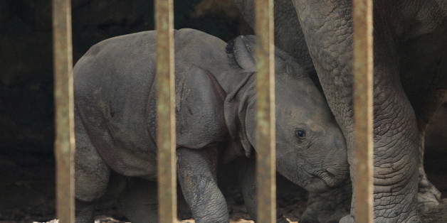 A one-day old male rhino calf stands near its mother inside a cage at the Assam state zoological park in Gauhati, India, Monday, Sept. 2, 2013. Assam is home for the world's largest concentration of rhinos. (AP Photo/Anupam Nath)