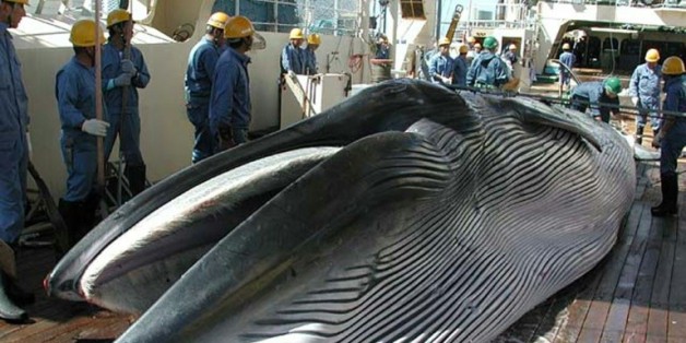 Un rorqual de Bryde sur le pont d'un navire japonais de recherche dans le Pacifique nord, le 18 avril 2014