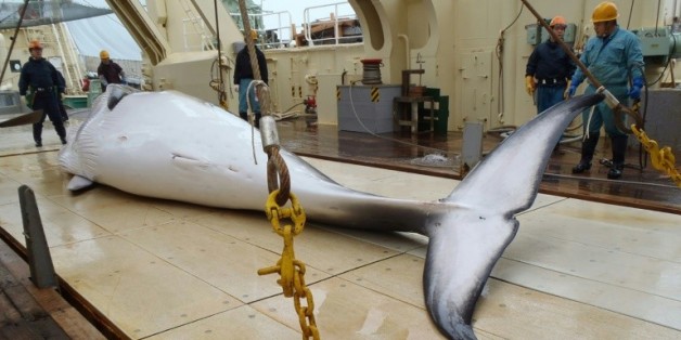 Une baleine sur le pont d'un bateau japonais de recherches, le 18 novembre 2014 dans l'Antarctique