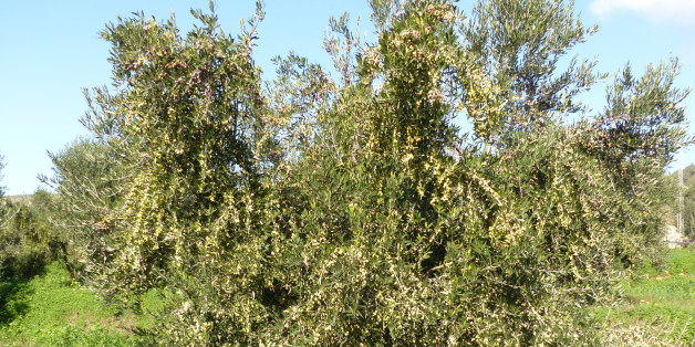 Ã Ghar El Melh, nord-est de la Tunsie
(Olives in Ghar El Melh, North-east of Tunisia)