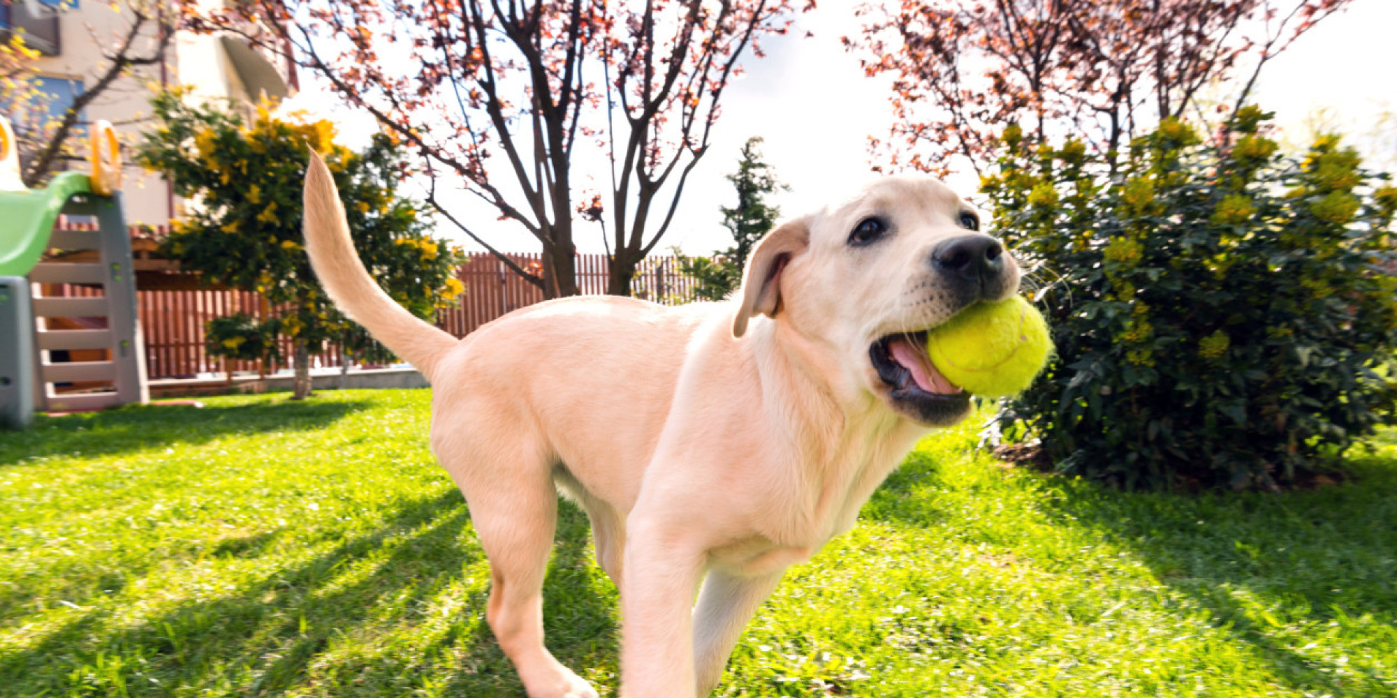 how-and-why-dogs-play-revisited-who-s-confused-huffpost