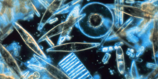 Assorted diatoms as seen through a microscope. These specimens were living between crystals of annual sea ice in McMurdo Sound, Antarctica. Image digitized from original 35mm Ektachrome slide. These tiny phytoplankton are encased within a silicate cell wa