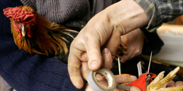 One of the game cocks from a farm in Bourghelles in Flanders (northern France) is being armed with a blade, in one of three French regions where the centuries-old pratice of cock fighting is still legal, Tuesday, March 14, 2006. Many of the 40 'gallodromes,' or cock fighting rings, in Flanders may also be forced out of business if the ban persists due to the bird flu. (AP Photo/Michel Spingler)