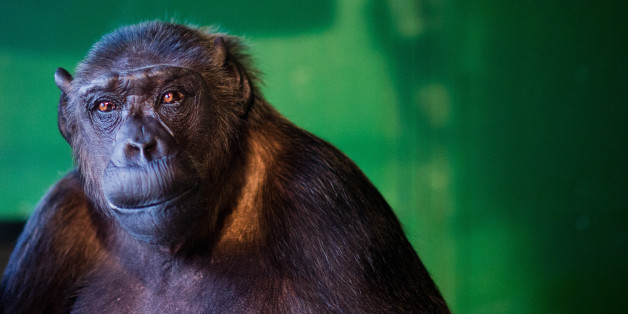 Affe Robby darf im Zirkus bleiben - vorerst.