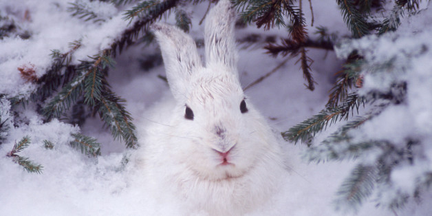 Snowshoe hare, MT