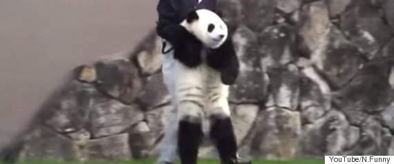 panda
