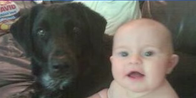 Ein Babysitter misshandelt den kleinen Jungen - doch der Familienhund weiß sich zu helfen