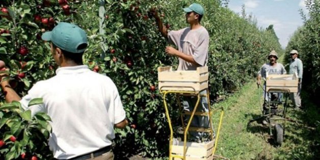 Les Emirats arabes unis investissent dans l'agriculture marocaine