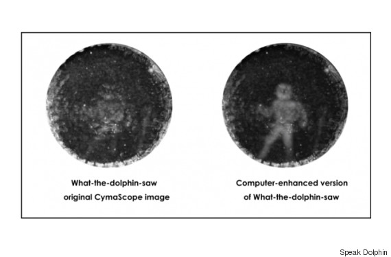 dauphin vision