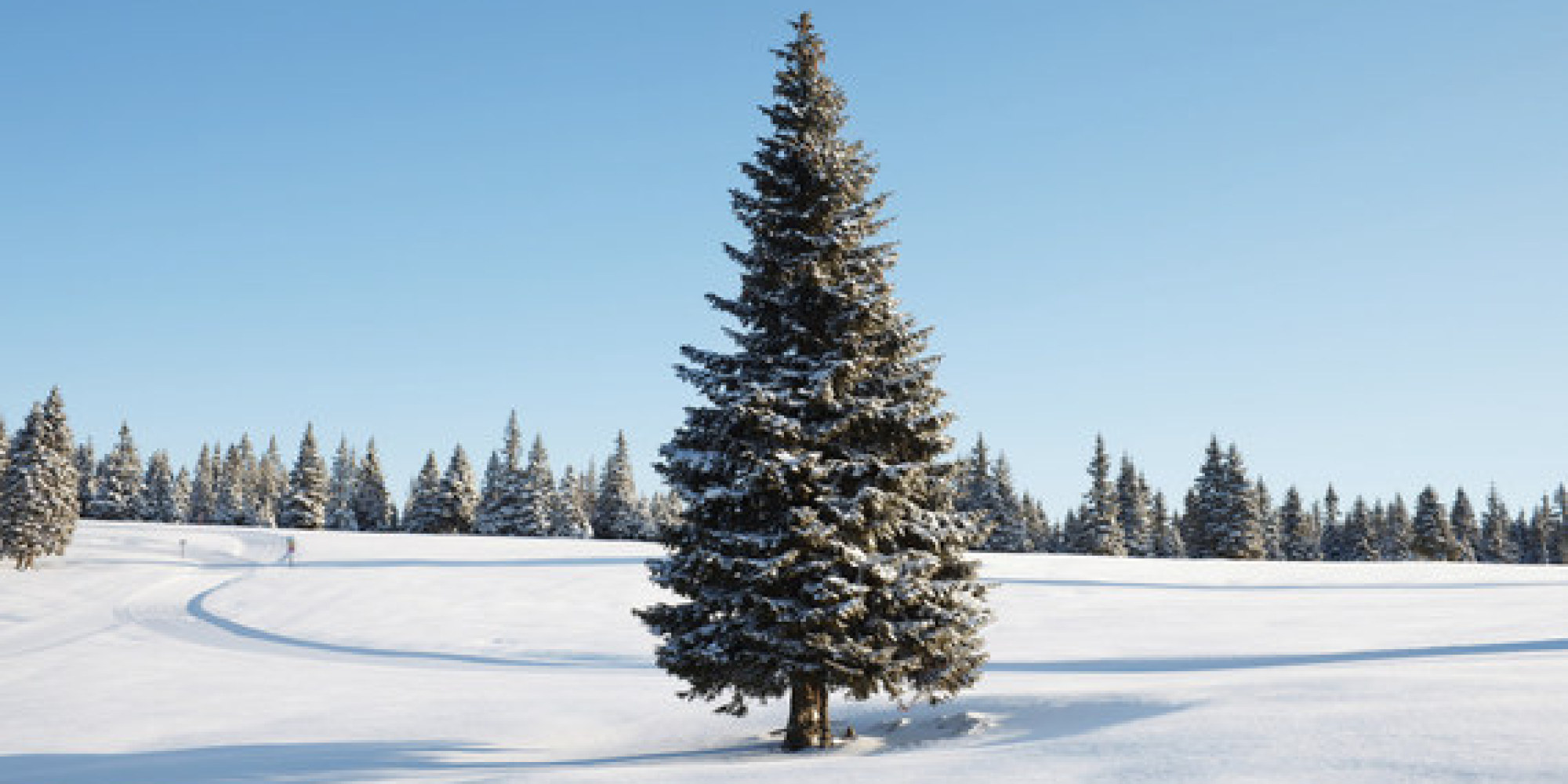 the-5-top-christmas-tree-types-and-why-they-re-the-best-huffpost