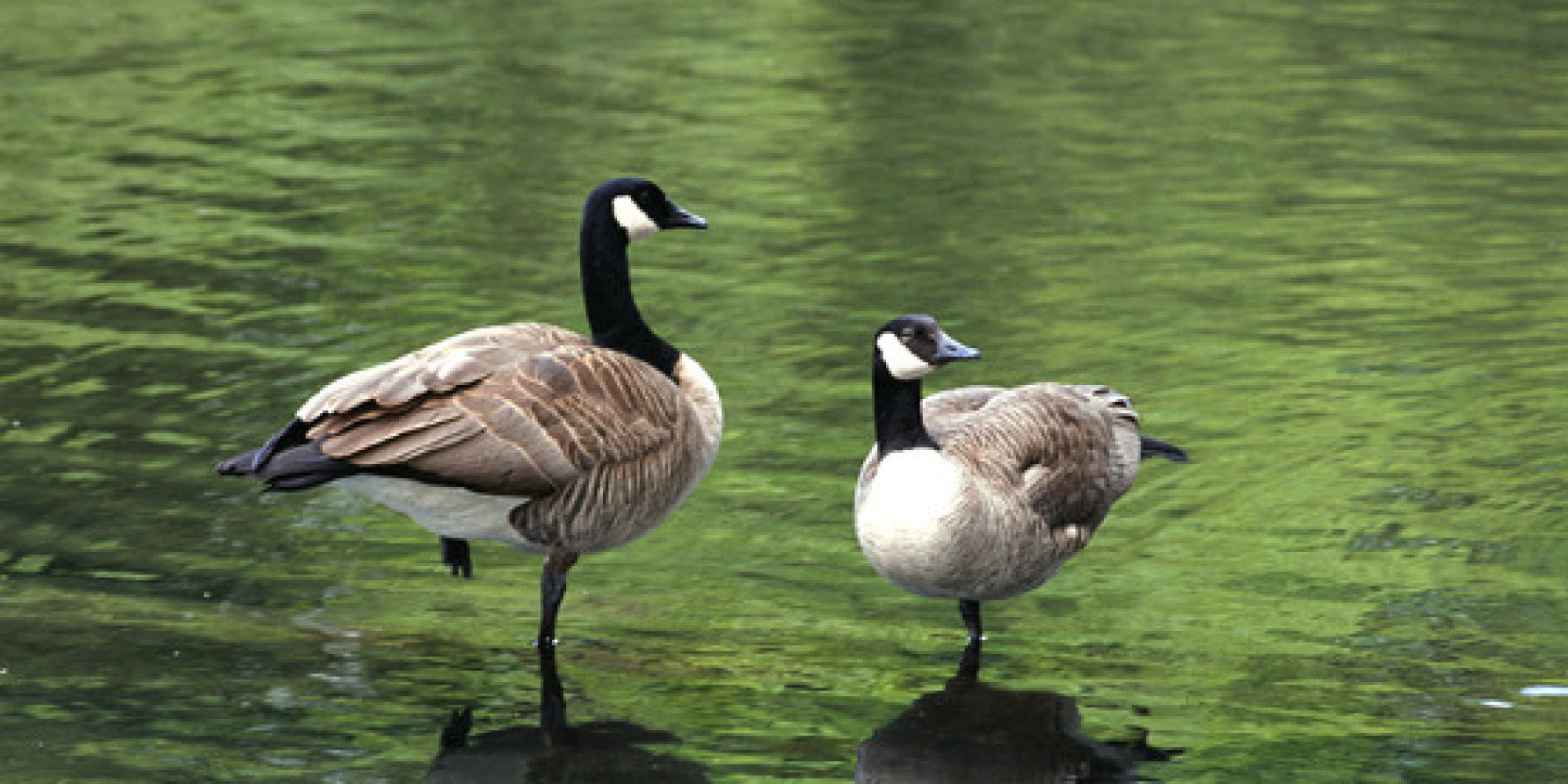 choosing-the-right-breed-of-goose-amaral-farm