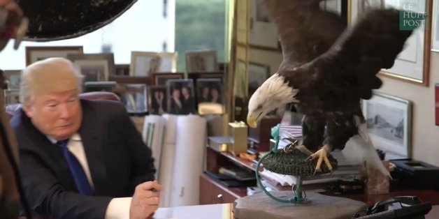 VIDÉO. Quand donald Trump se fait voler dans les plumes par un aigle, symbole des États-Unis