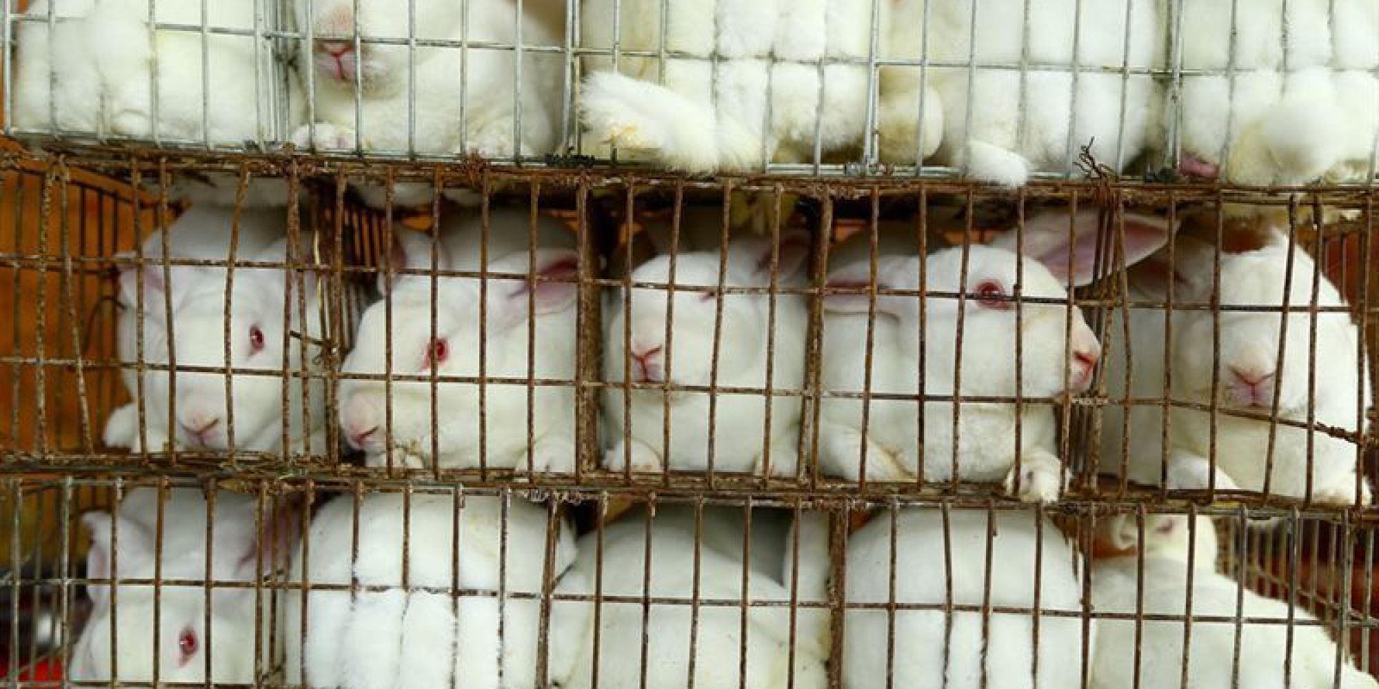 Rabbits On Fur Farms Brutally Killed In China for Products Sold In The