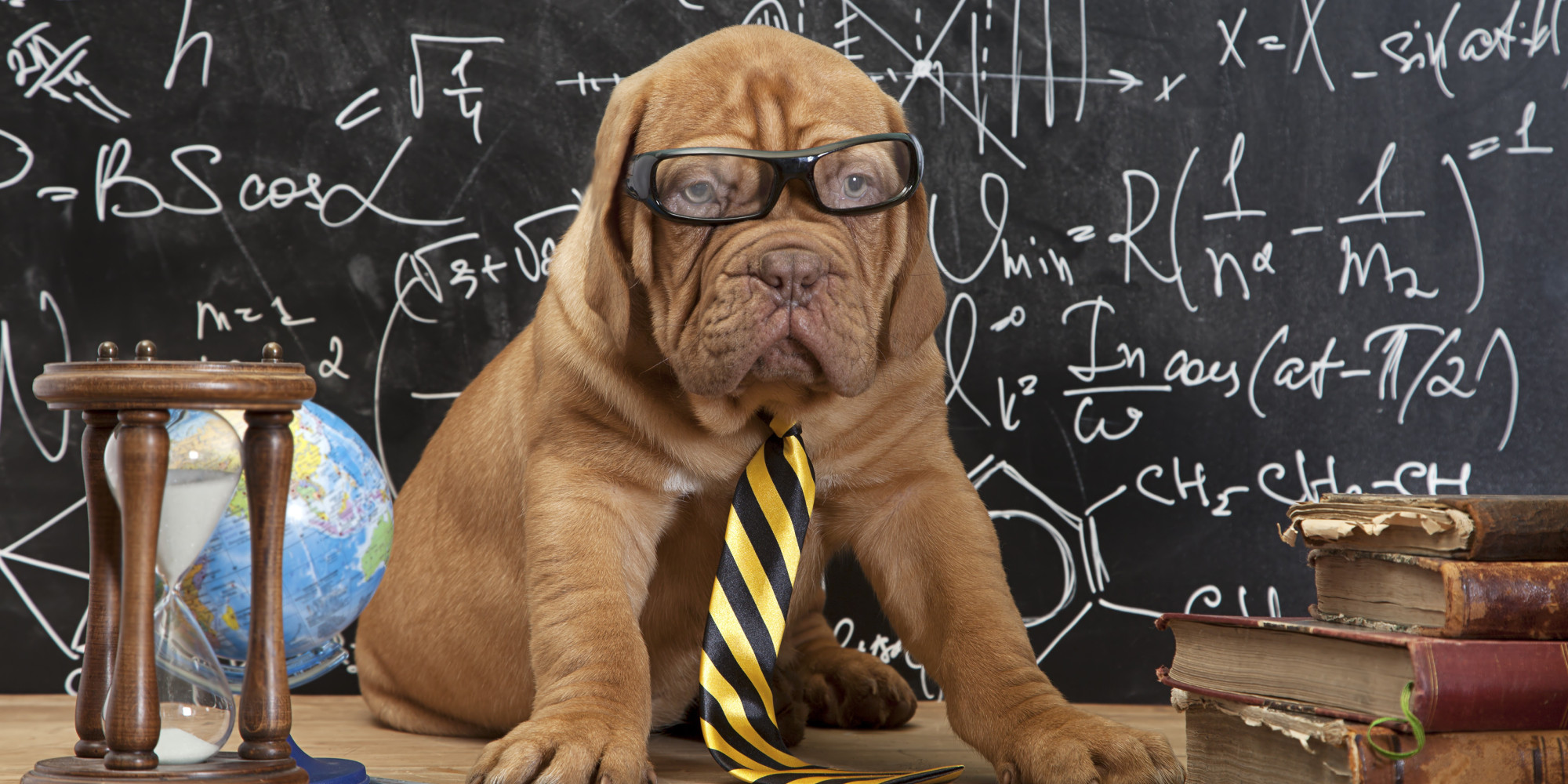 Pet Science Quiz How Well Do You Know The Science Of Your Pet? HuffPost