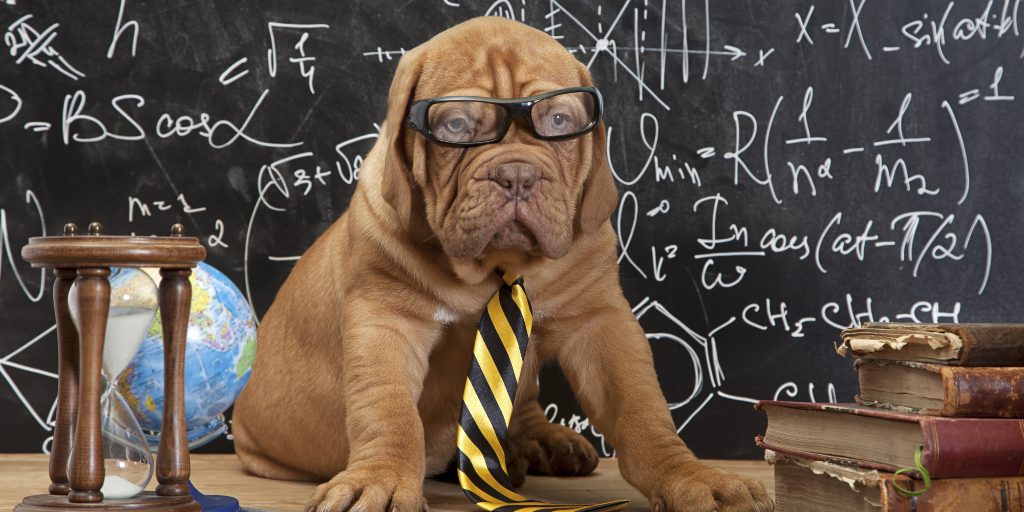 Pet Science Quiz: How Well Do You Know The Science Of Your Pet? | HuffPost